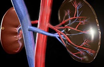 Ana Maria Marques Fracaro - Foto 1