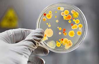 Daniele Tatiane Orlandini - Foto 1