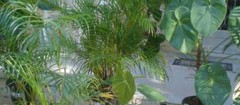 plantas-ornamentais-jacarezinho-1353588317