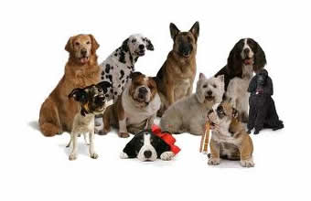 Márcia Maria Simões de Almeida de Assis - Foto 1