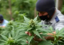 Paraná maconha apreendida