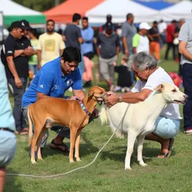 Castramais Paraná 2